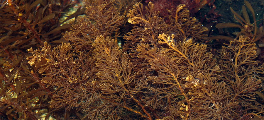 Cystoseira humilis