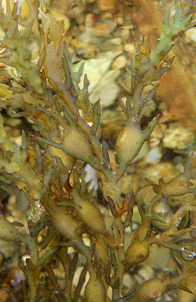 Ericaria selaginoides