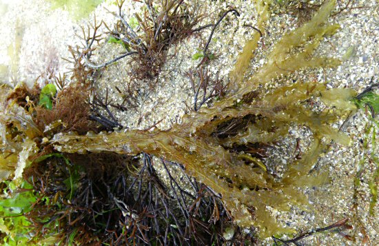 Dictyopteris polypodioides