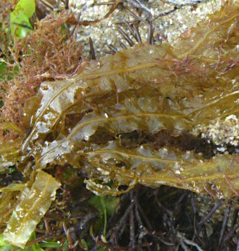 Dictyopteris polypodioides