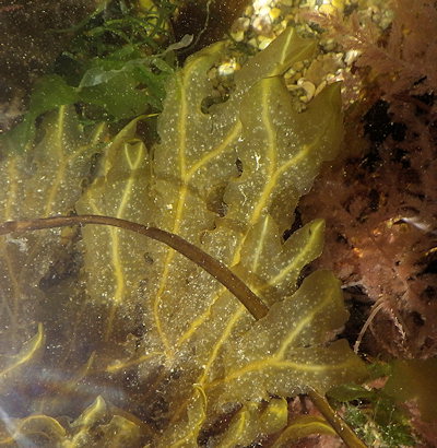 Dictyopteris polypodioides