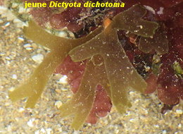 Dictyota dichotoma