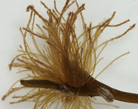 Elachista flaccida