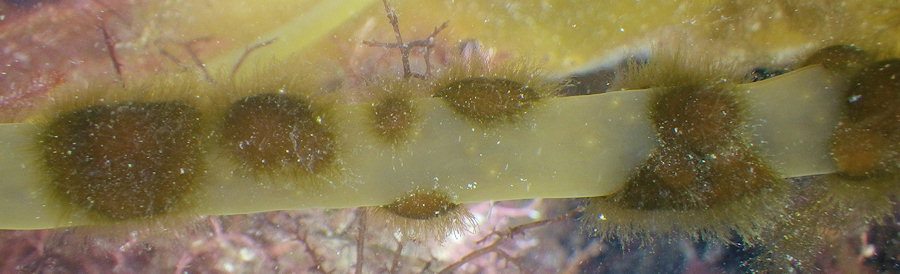 Elachista scutulata