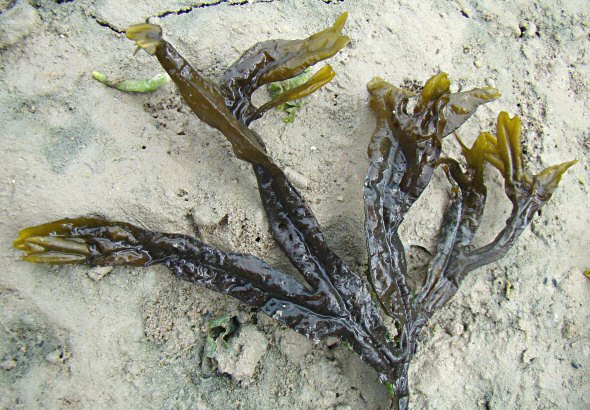 Fucus ceranoides