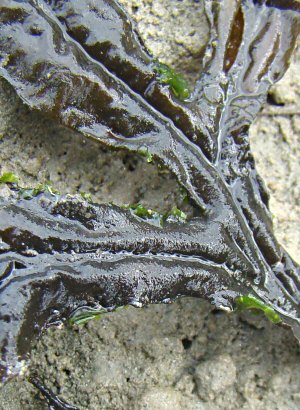 Fucus ceranoides