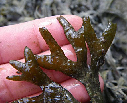 Fucus ceranoides