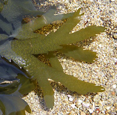 Fucus serratus