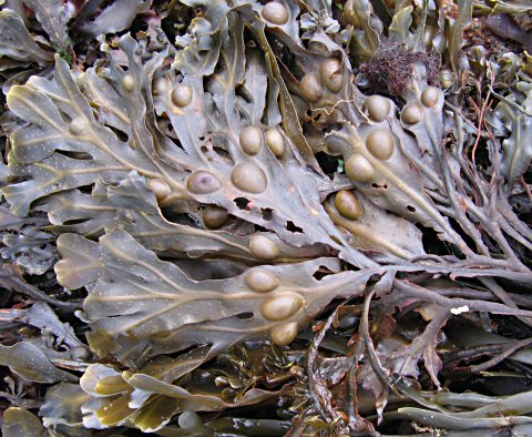 Fucus vesiculosus