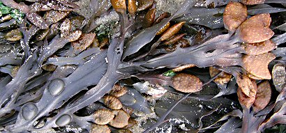 Fucus vesiculosus