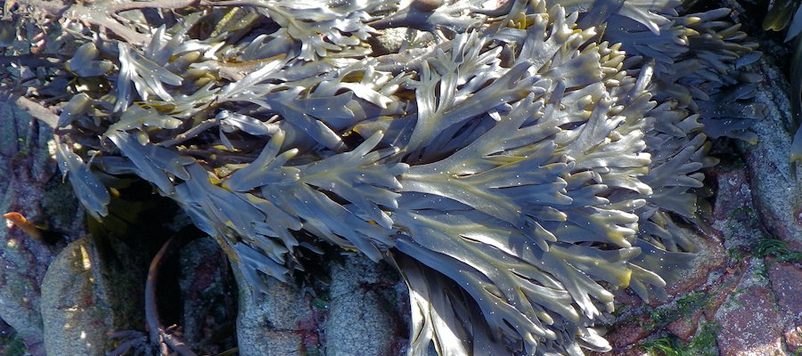 Fucus vesiculosus