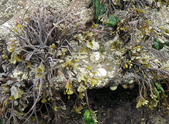 Fucus vesiculosus