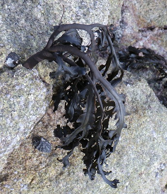 Fucus vesiculosus