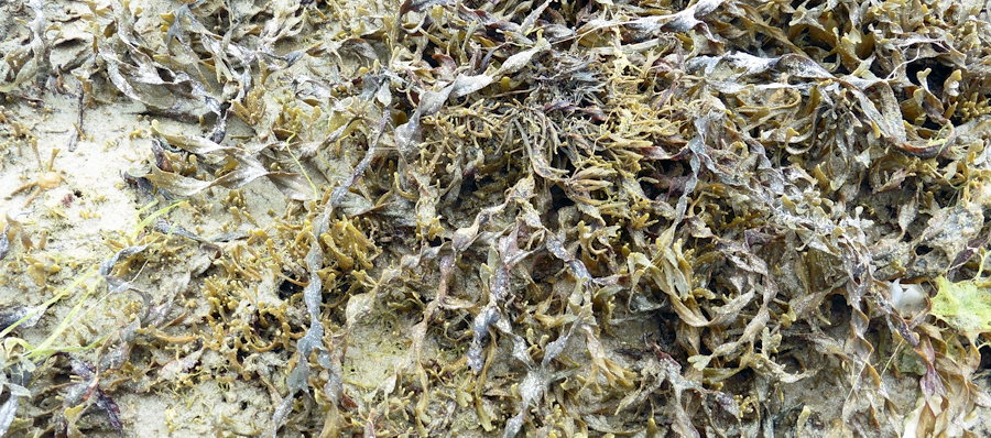 Fucus vesiculosus f. volubilis