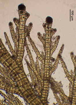 Halopteris filicina