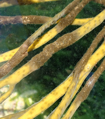 Herponema velutinum