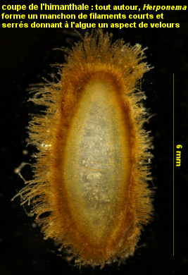 Herponema velutinum