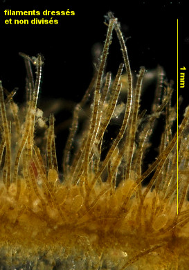 Herponema velutinum