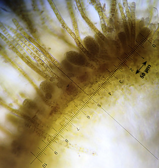 Herponema velutinum