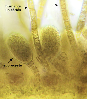 Herponema velutinum