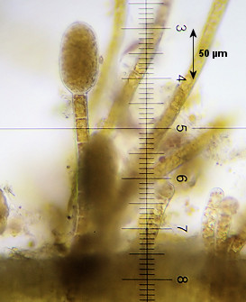 Herponema velutinum