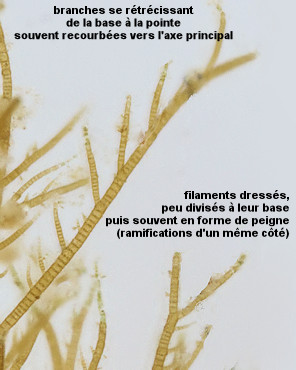 Hincksia hincksiae