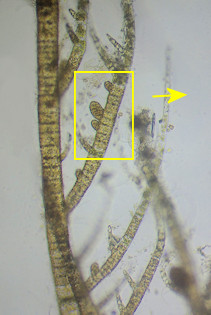 Hincksia hincksiae
