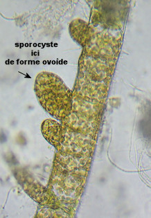 Hincksia hincksiae