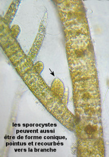 Hincksia hincksiae
