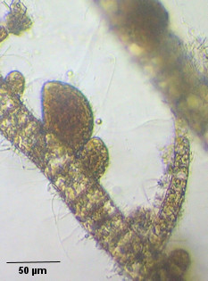 Hincksia hincksiae