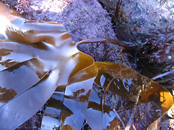 Laminaria digitata