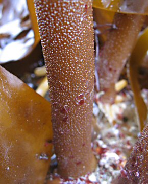 Laminaria hyperborea