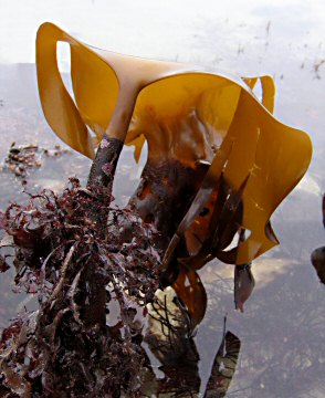 Laminaria hyperborea