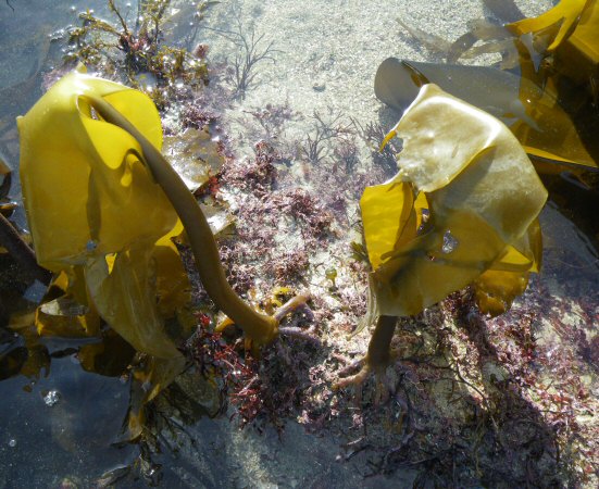 Laminaria ochroleuca