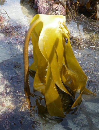 Laminaria ochroleuca