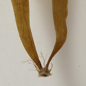 Petalonia fascia