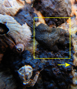 Petrospongium berkeleyi