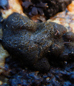 Petrospongium berkeleyi