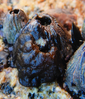 Petrospongium berkeleyi