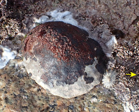 Pseudoralfsia verrucosa