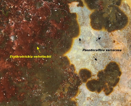 Pseudoralfsia verrucosa