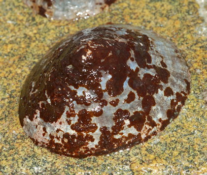 Ralfsia verrucosa