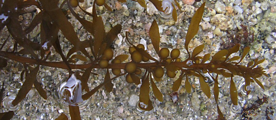 Sargassum muticum