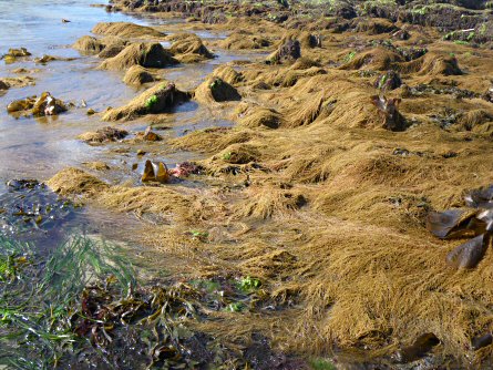 Sargassum muticum