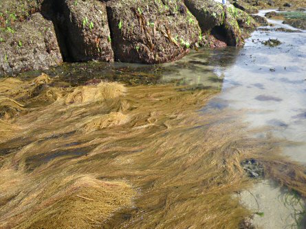 Sargassum muticum