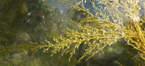 Sargassum muticum