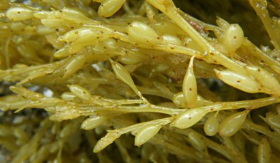 Sargassum muticum