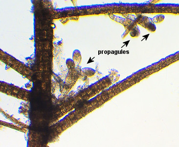 Sphacelaria cirrosa