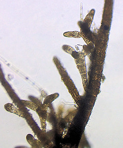 Sphacelaria cirrosa