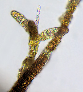 Sphacelaria cirrosa